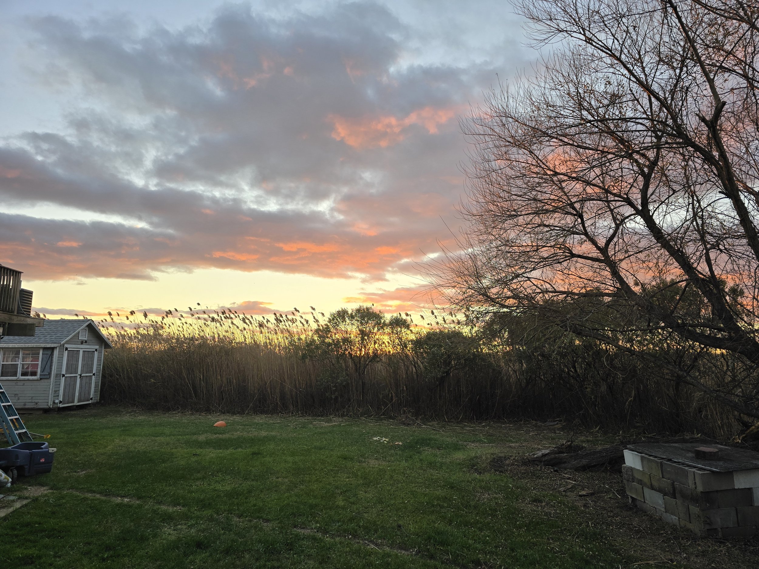 Sunset through the trees 2.jpg