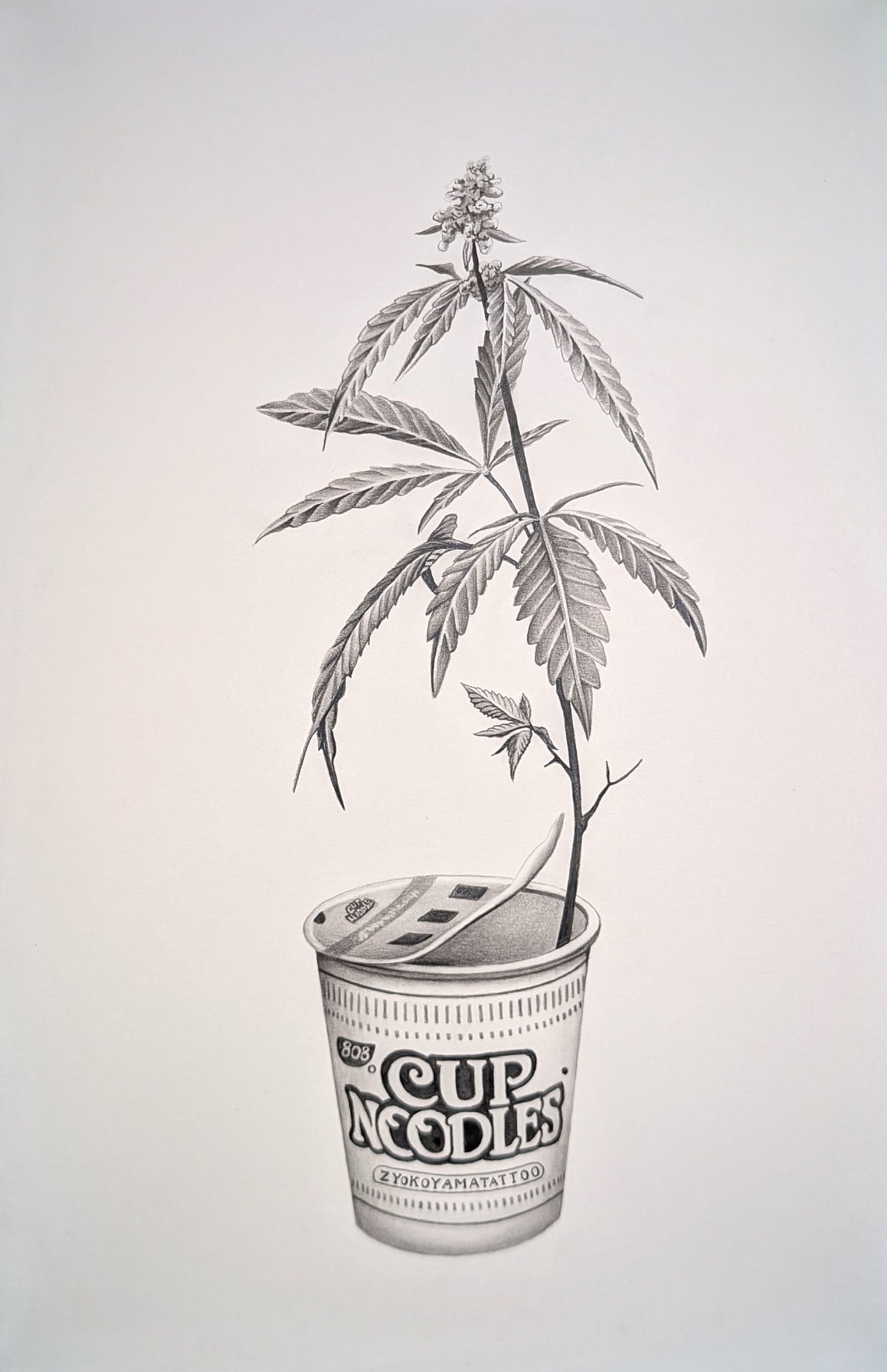 graphite drawing of pot leaves coming out of a cup o noodles 