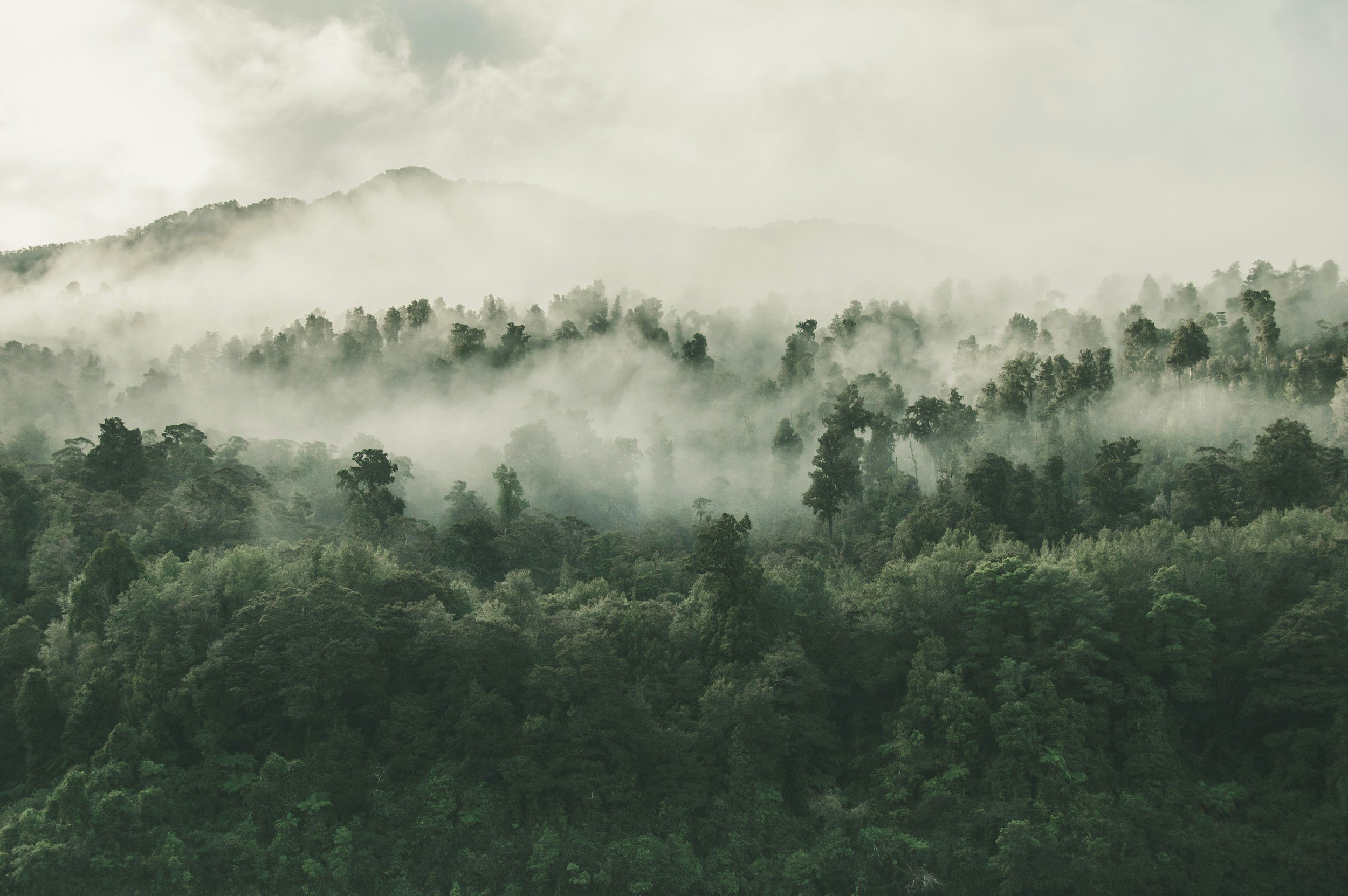 Misty forest landscape with soft fog over layered green trees.