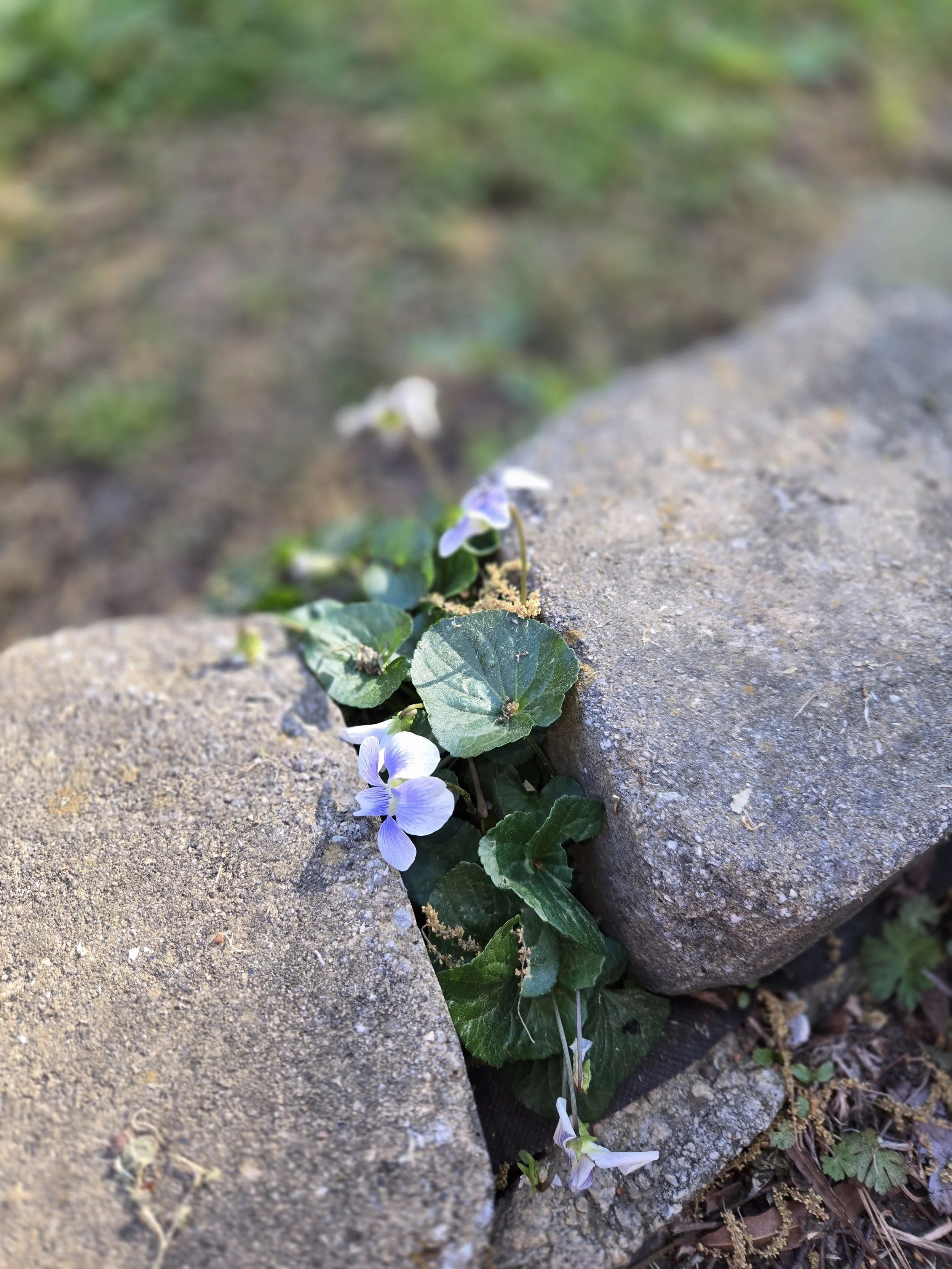 Beauty grows anywhere