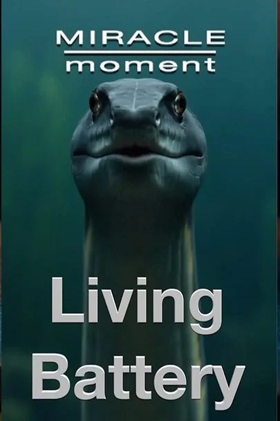Electric Eel — I Am the Power Source