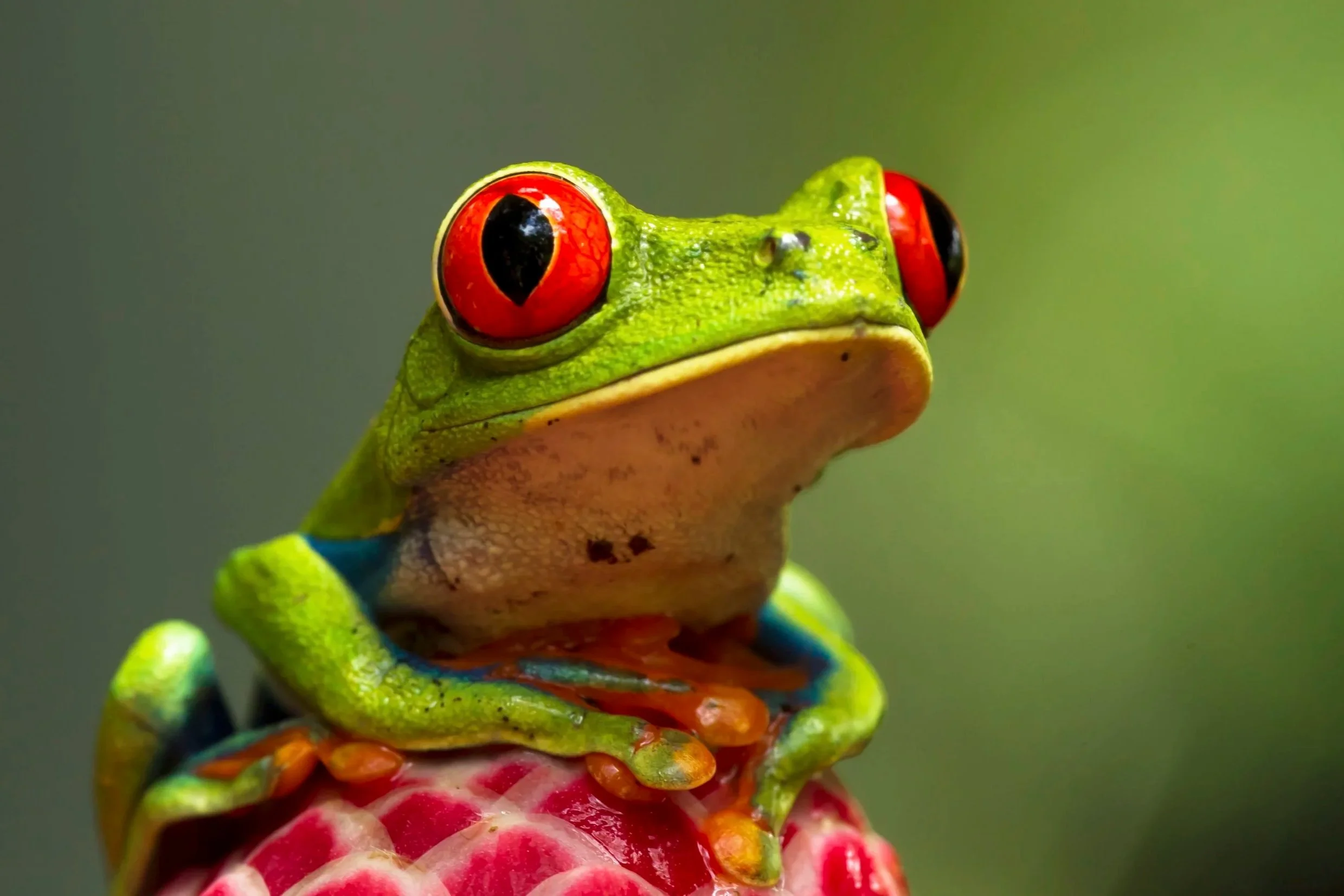 %E2%80%8F%E2%80%8FC14G2956+-+%D7%A2%D7%95%D7%AA%D7%A7.jpg