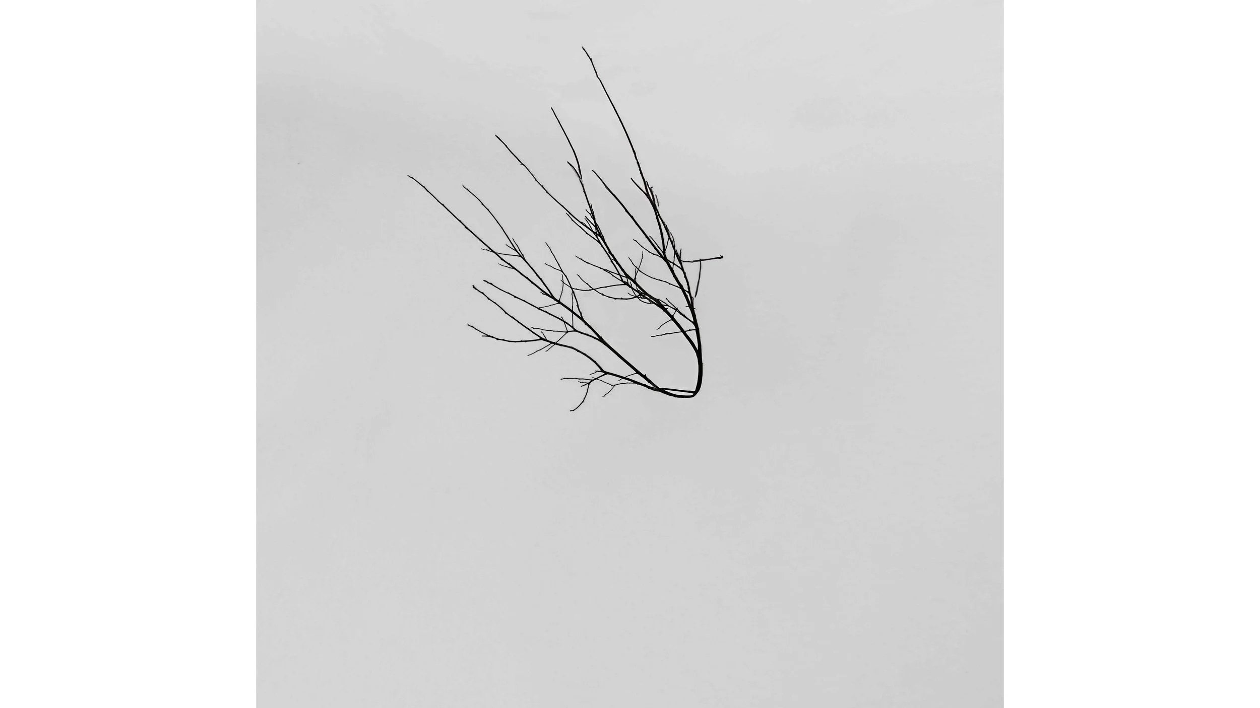 185A57801croped.jpg