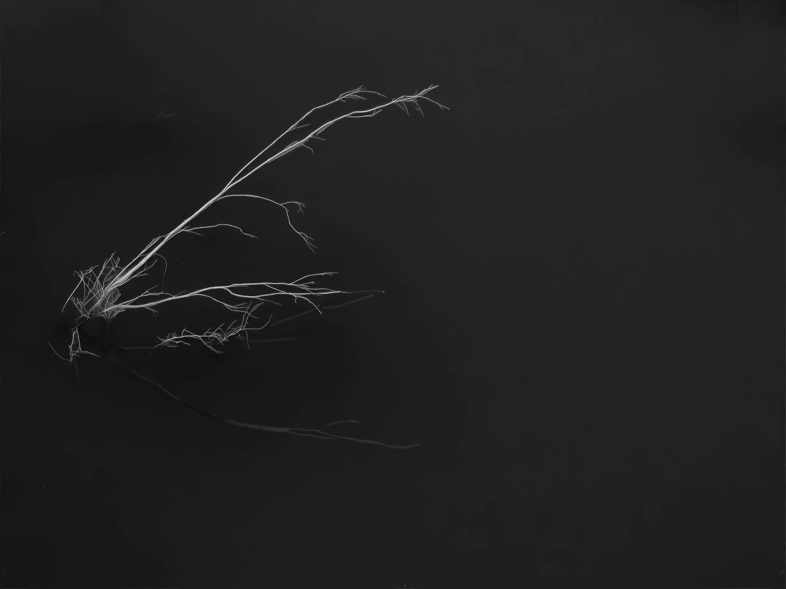 DJI_00801.jpg