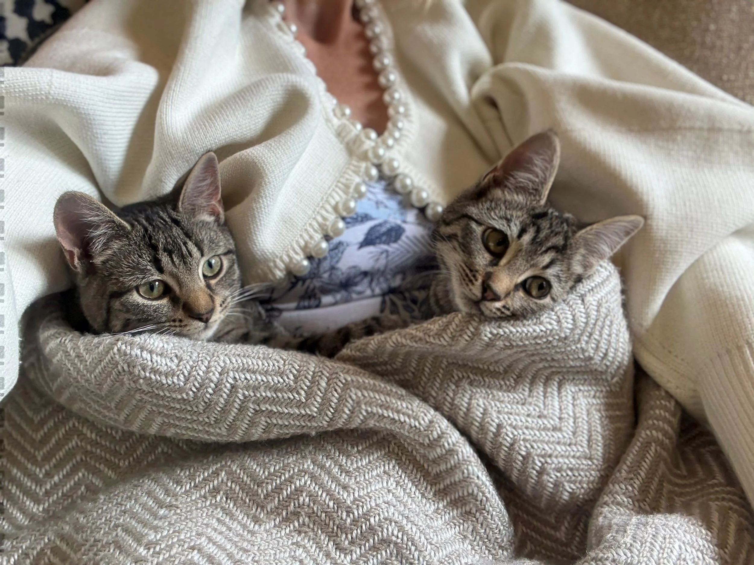 Two tabby cats lying on a beige knitted blanket, one resting her head on the other's body, both relaxed and looking softly at the camera. A woman wearing a white top and a pearl necklace is partially visible behind them.
