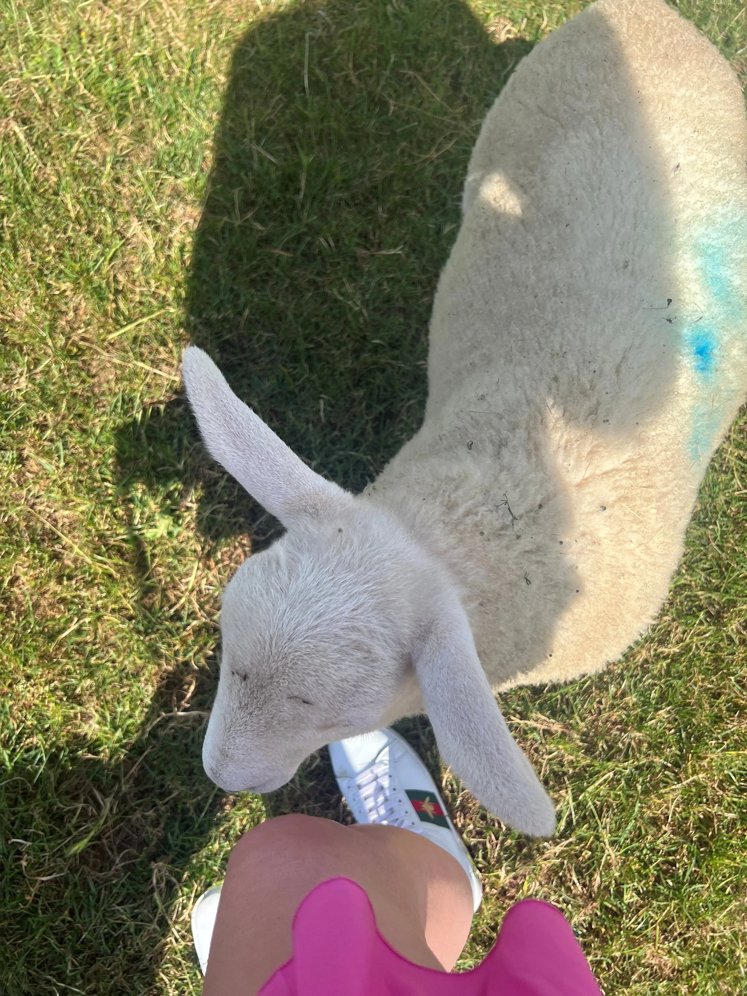 A white sheep standing on grass next to a person wearing pink dress and white trainers, with the person’s knee and shadow visible in the background.