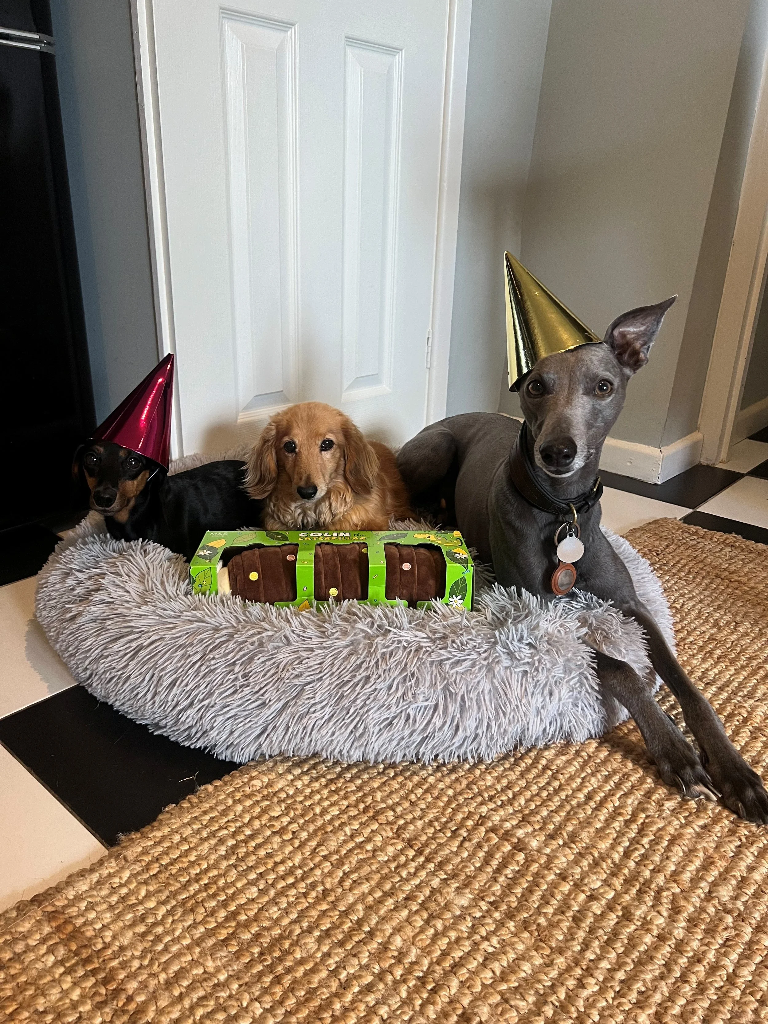 Three dogs sitting on a fluffy, round dog bed. The dogs are wearing party hats and are positioned near a white door and a kitchen corner. One dog is black and brown with a pink hat, the middle dog is a golden retriever with no hat, and the third dog is gray with one ear up and wearing a gold party hat.