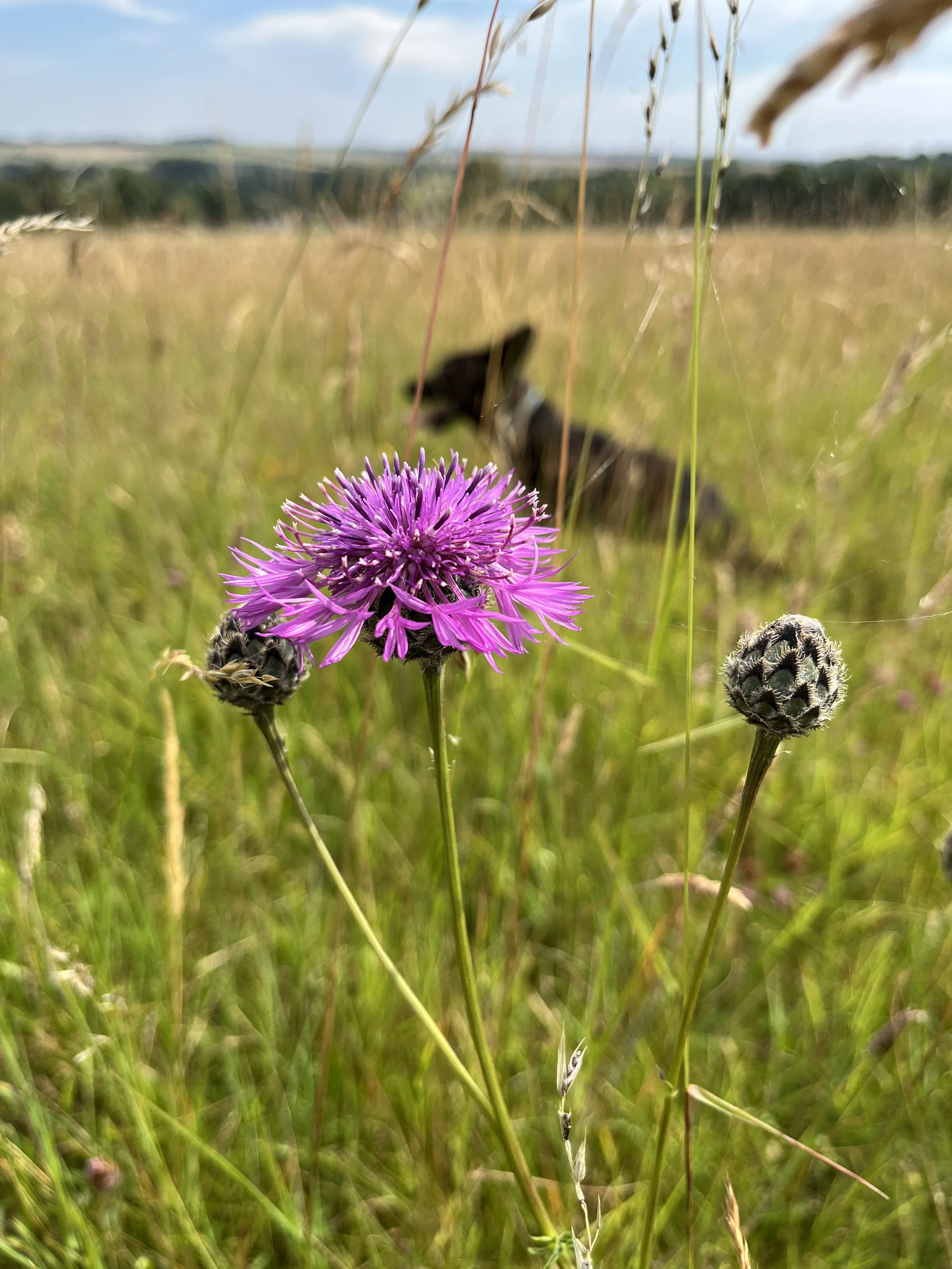 wild flowers on Long Barrow