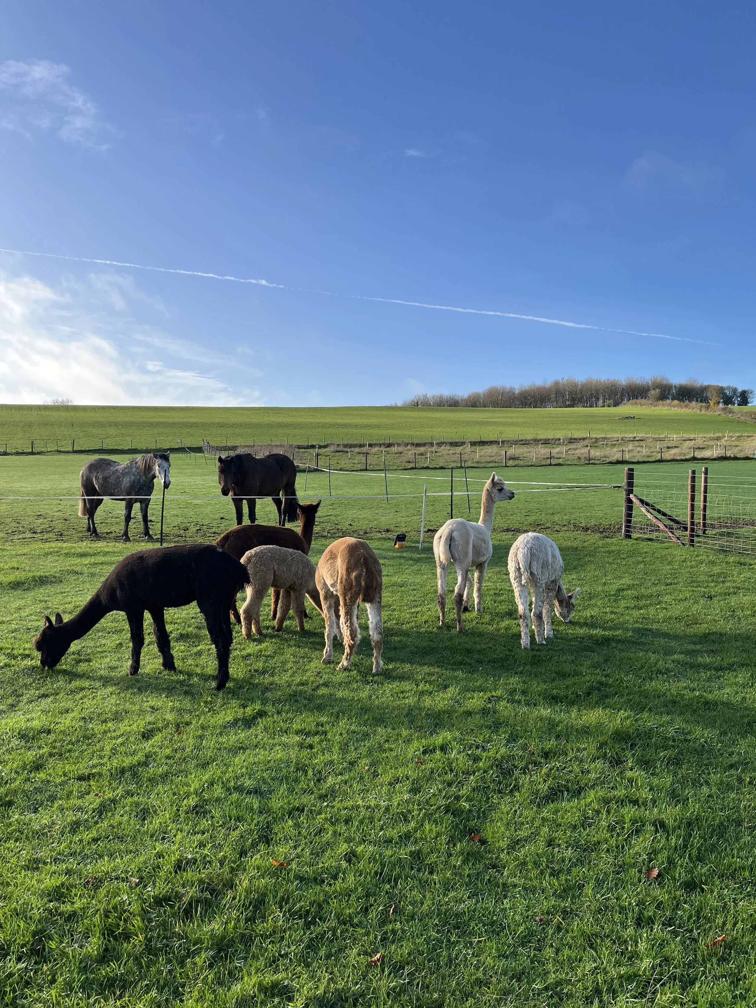 alpacas view.jpeg