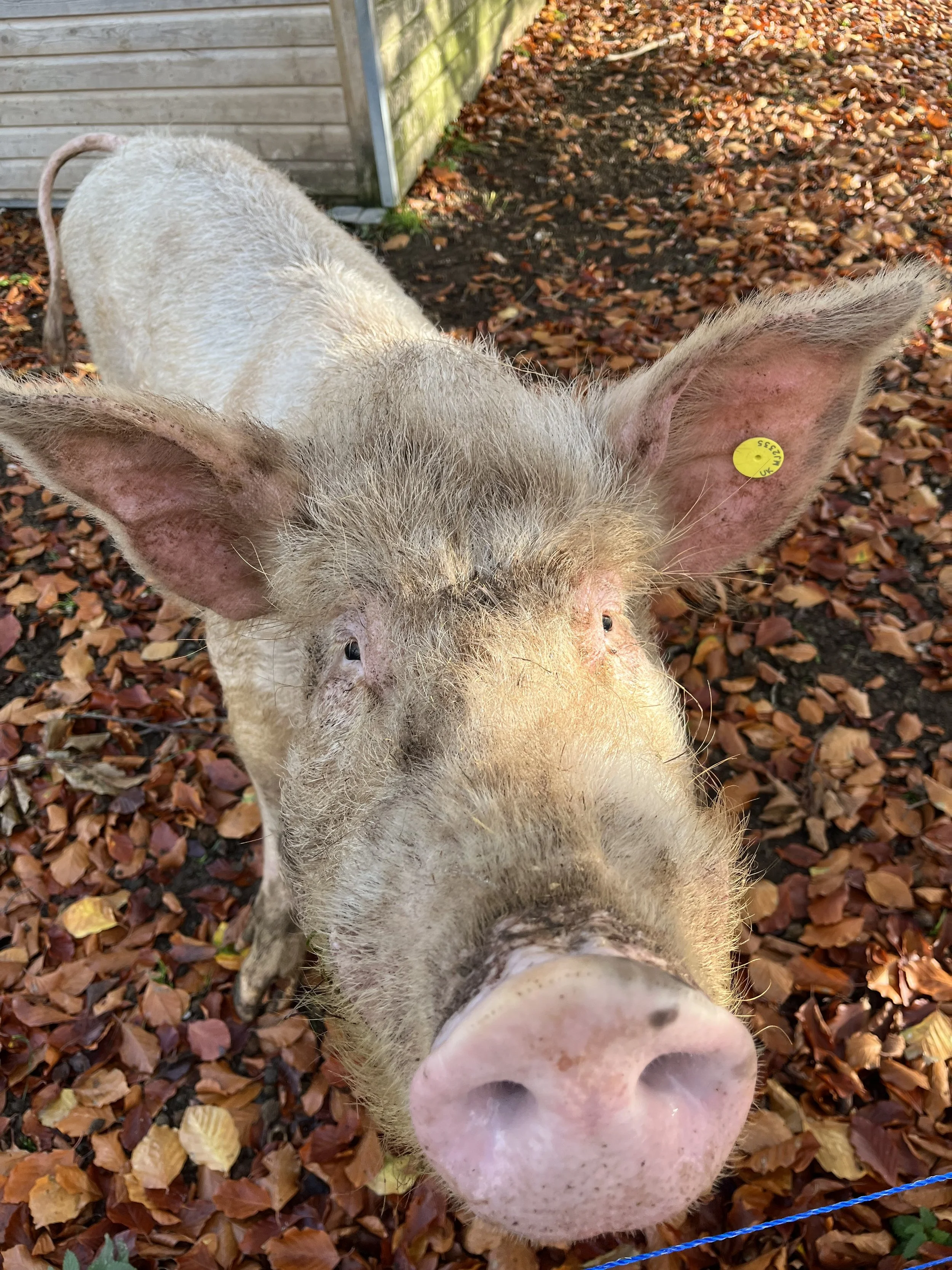 pig.jpeg
