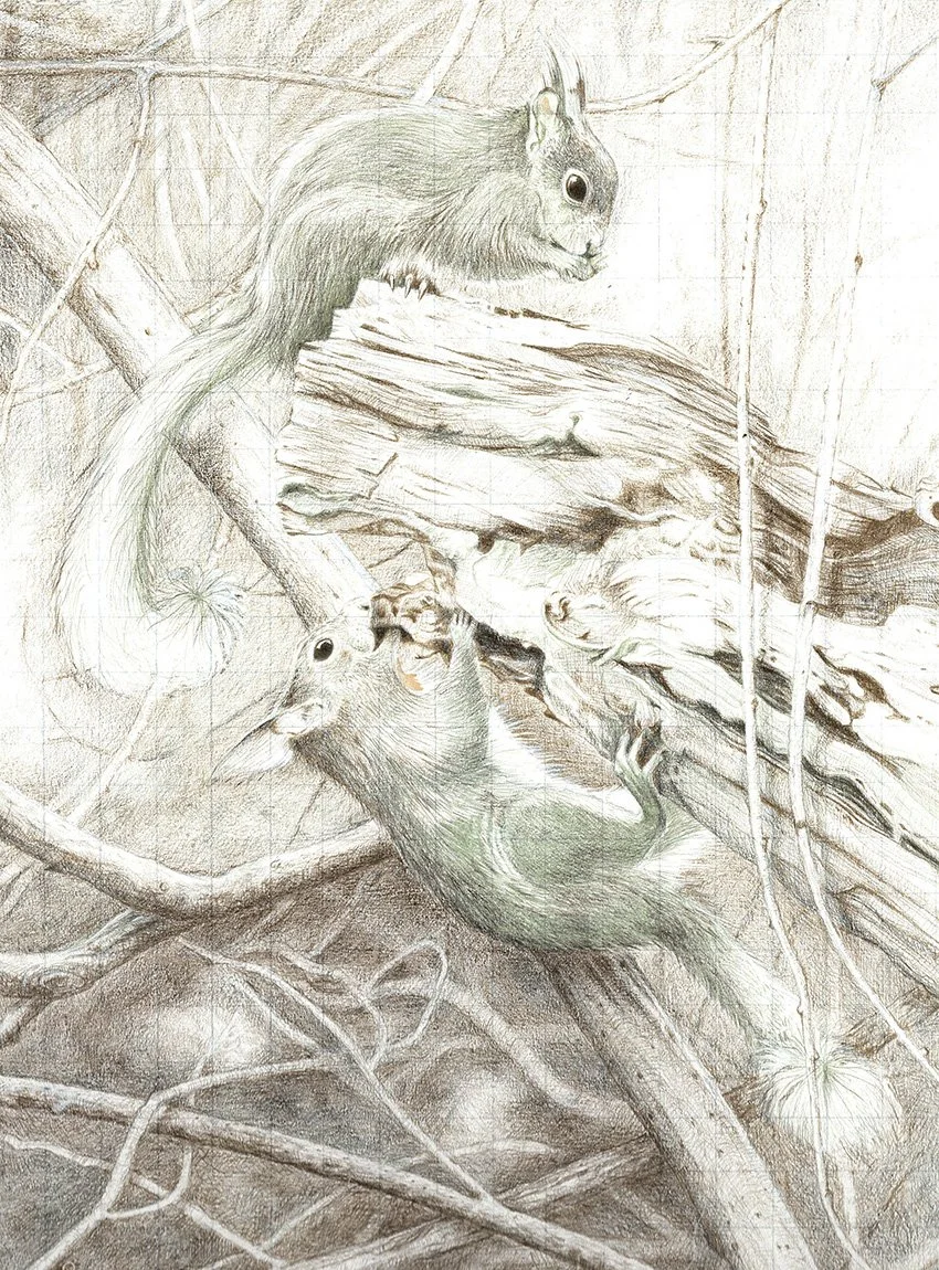 Red Squirrels, Brownsea Island - silverpoint 
230mm x 170mm