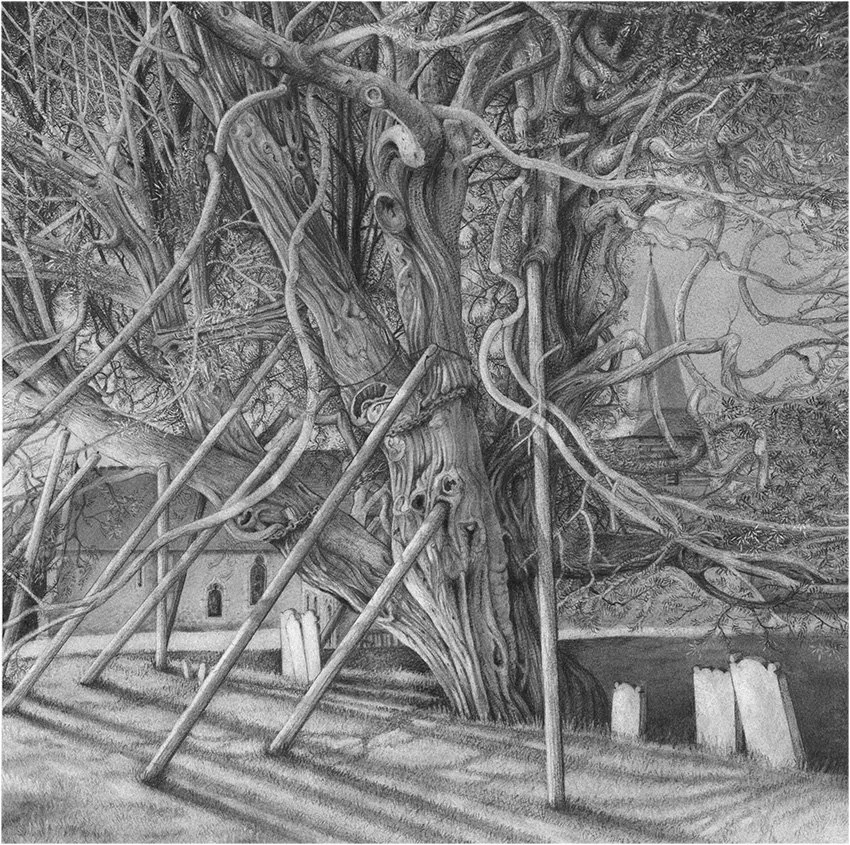 The Wilmington Yew - Charcoal on Somerset paper
465mm x 465mm