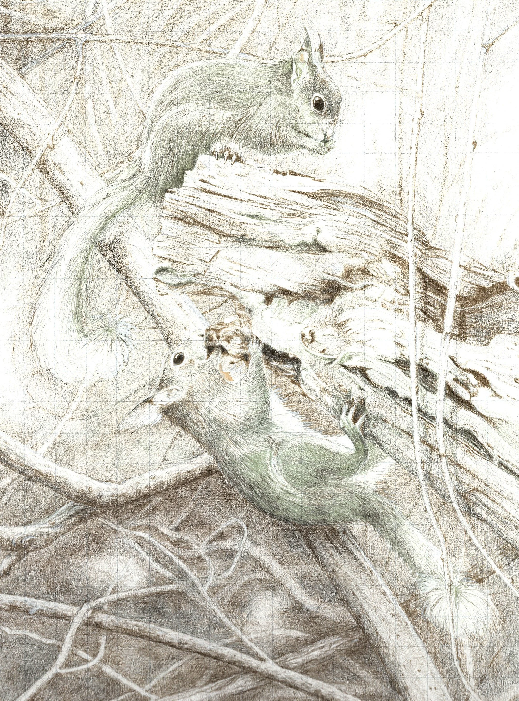 Squirrels_silverpoint.jpg