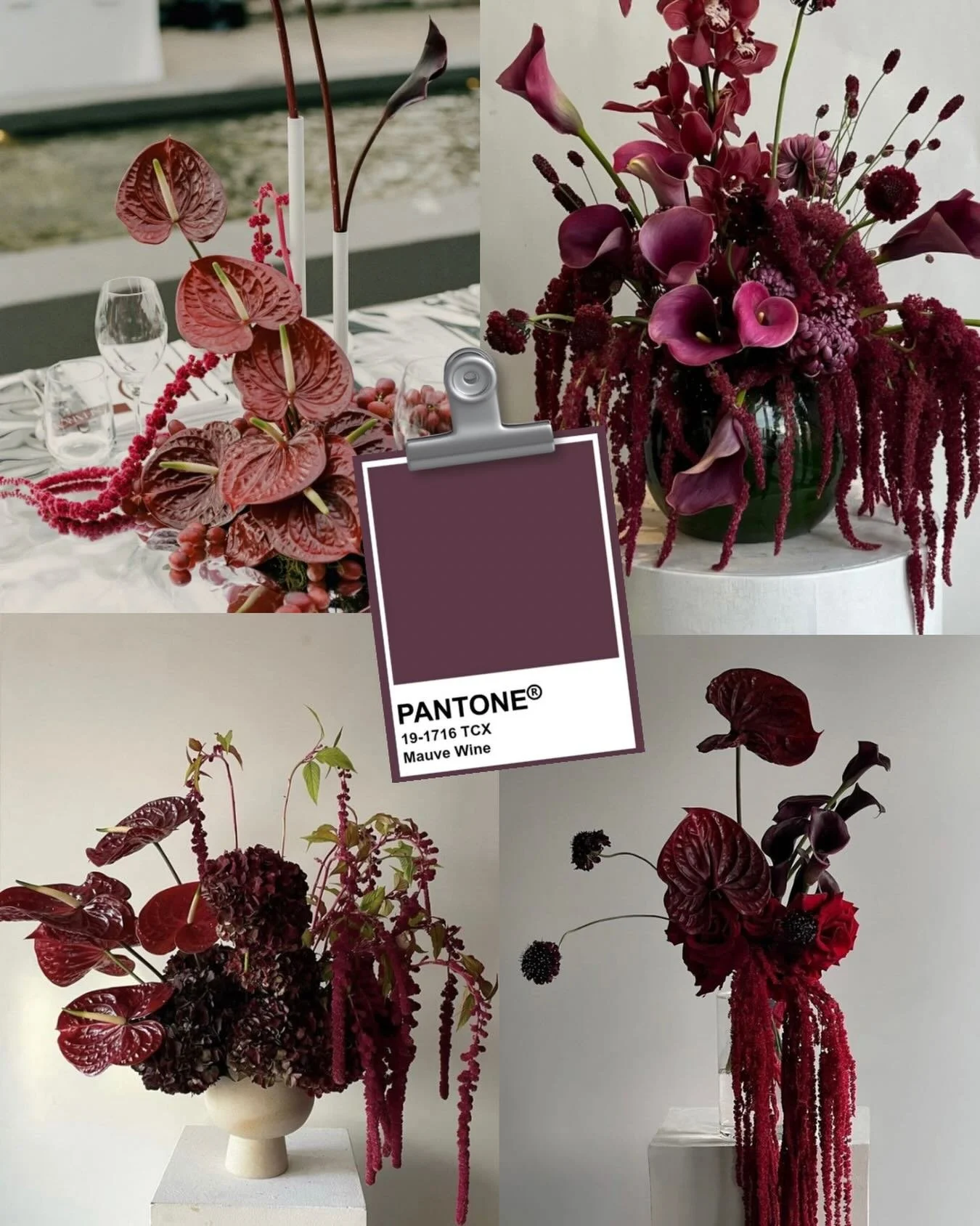 💜 Et si on parlait des couleurs tendances de 2026/2027 ?

3/3 On termine en beaut&eacute; avec le Mauve Wine !

Une teinte intense et sophistiqu&eacute;e qui apporte &eacute;l&eacute;gance et modernit&eacute; aux compositions florales.

&Agrave; la 