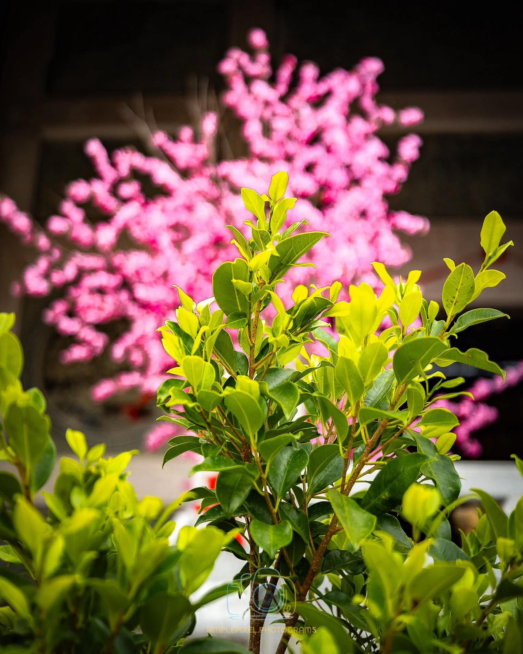 YUQ_0186-2.jpg