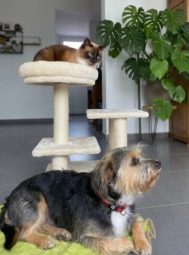 Un chat marron et un chien de race West Highland White Terrier sont dans une maison, avec le chat perché sur un arbre à chat et le chien allongé au sol