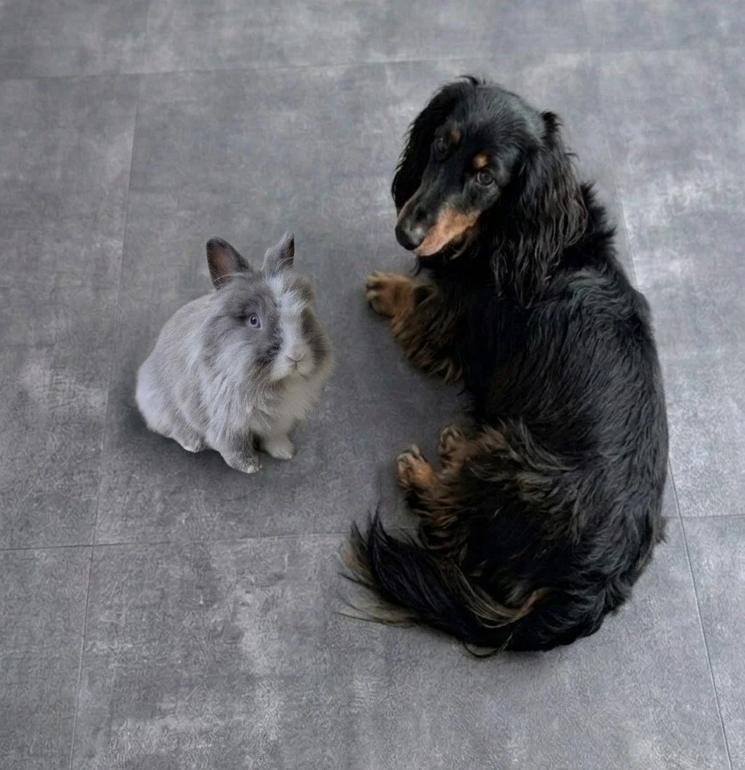 Un lapin gris et un chien noir et marron assis côte à côte sur un sol gris.