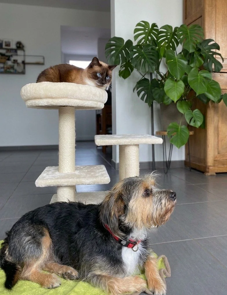 Un chat perché sur un arbre à chat et un chien allongé sur un tapis à côté, dans une maison.