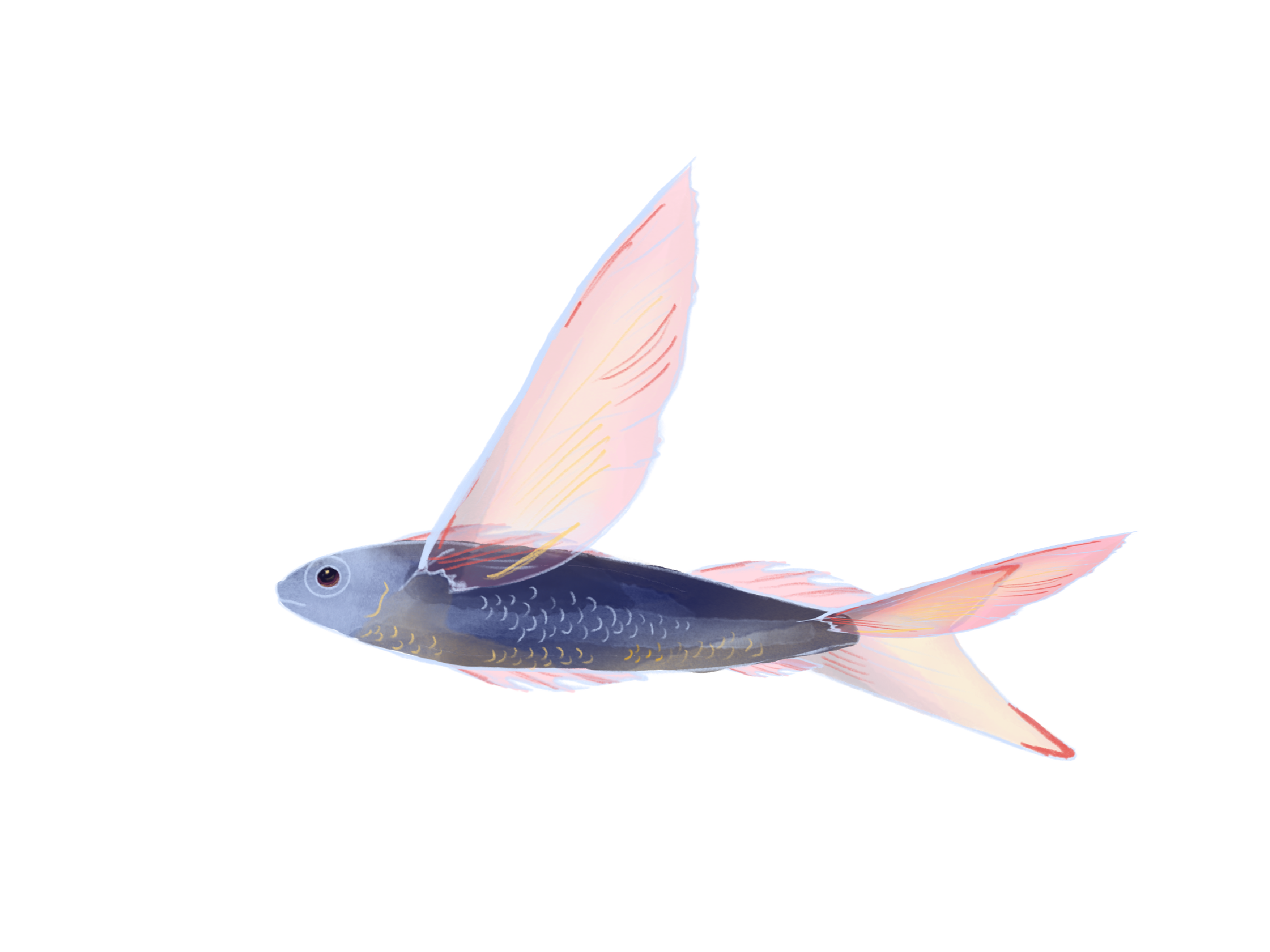 FISH IN THE SEA