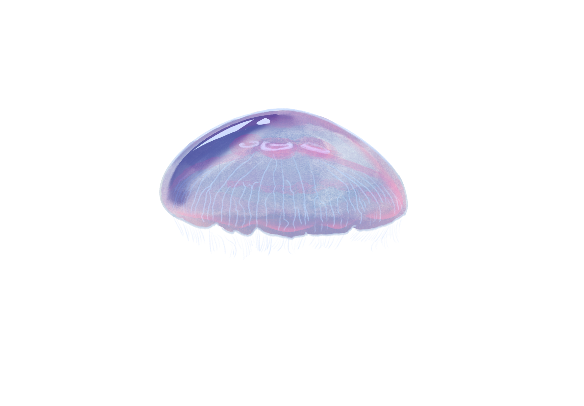 A digitally painted moon jellyfish