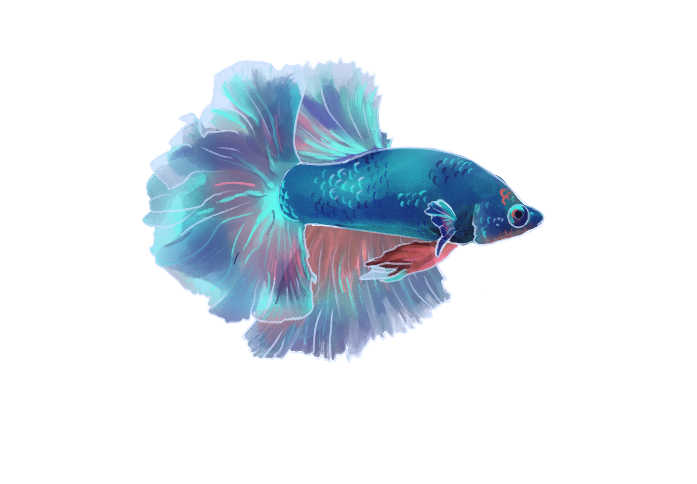 A digitally painted betta fish.