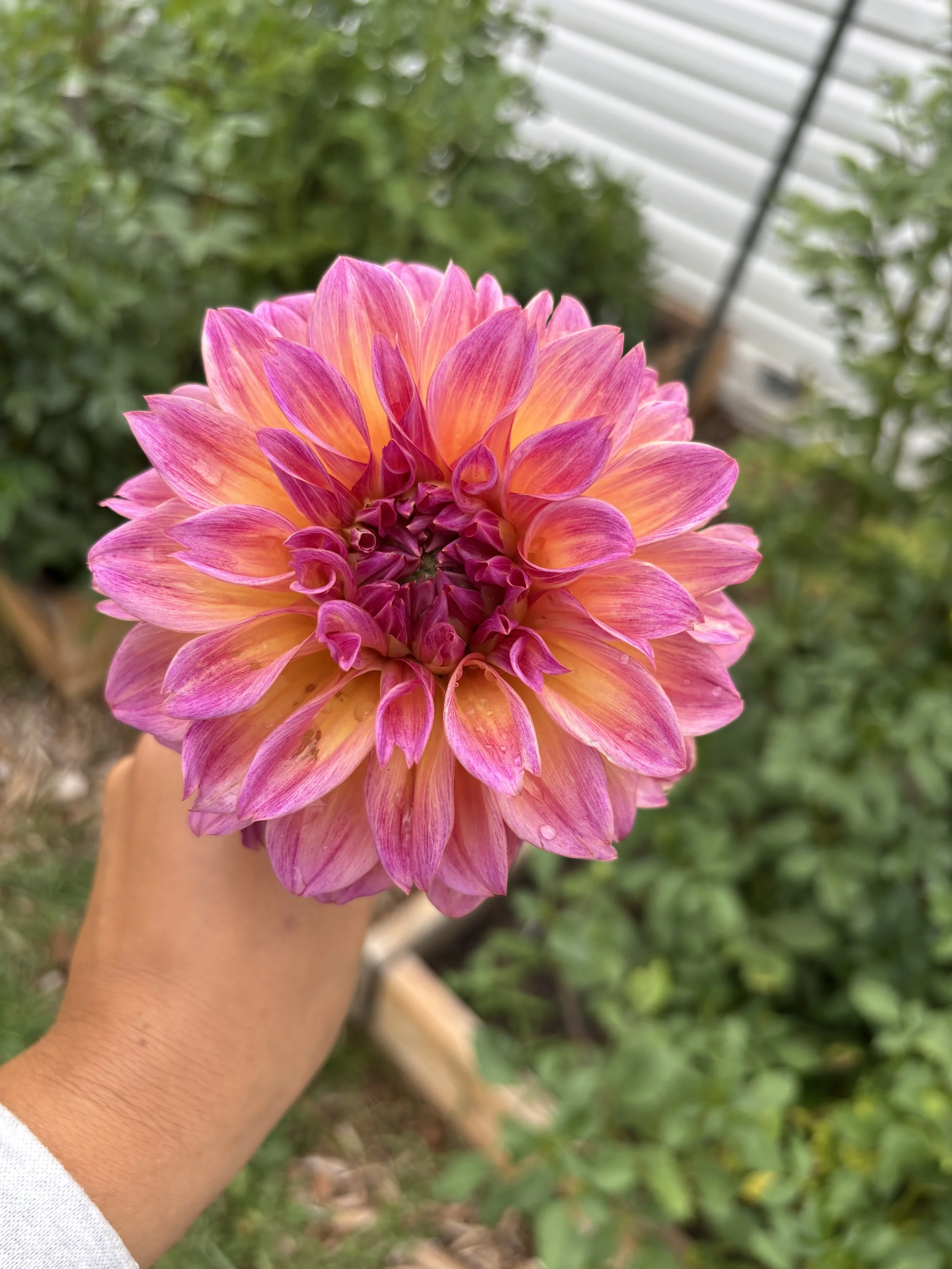 Close-up of a vibrant pink and orange dahlia flower held by a person's hand, with a blurred green garden and white structure in the background.