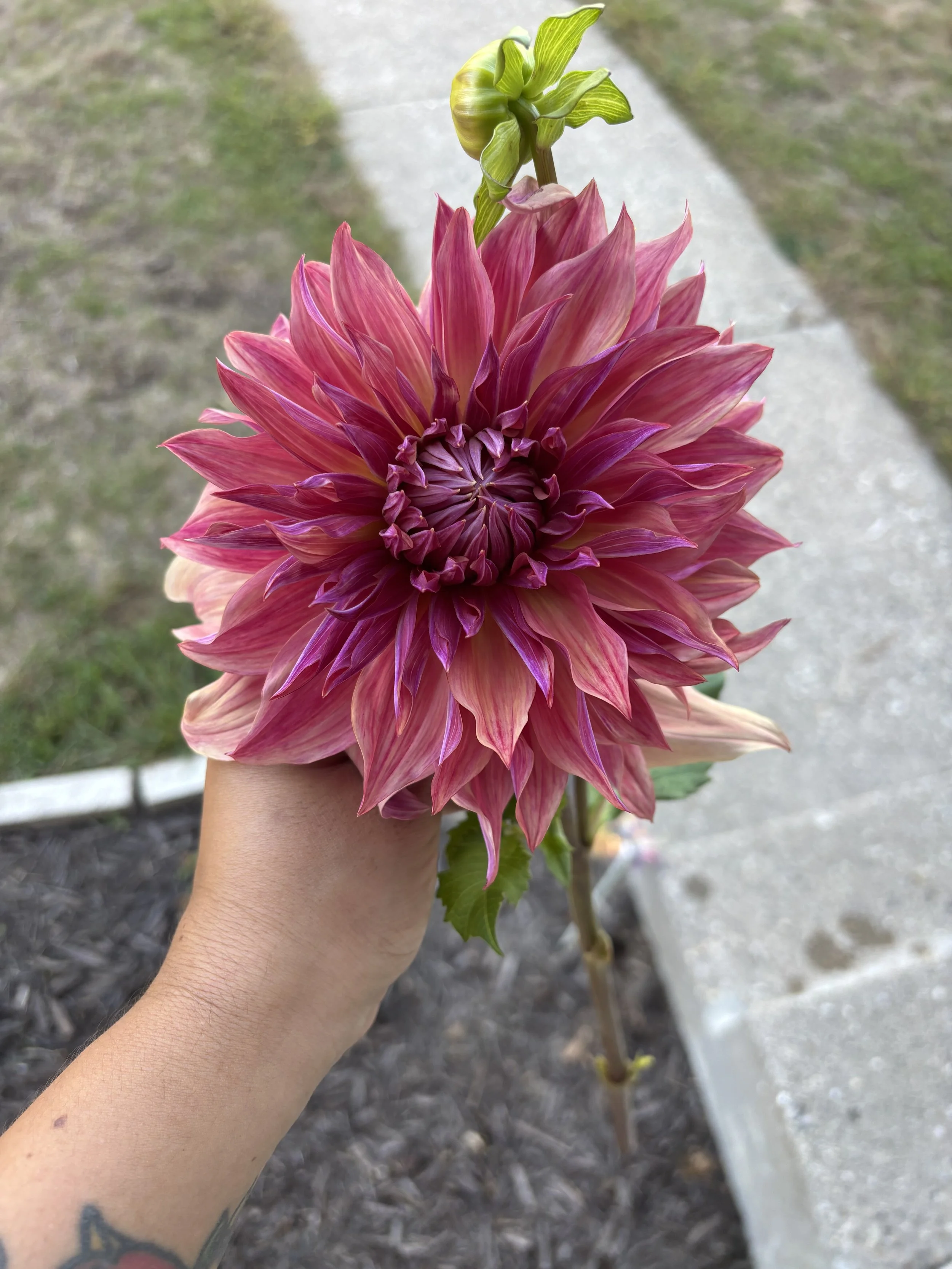 A person holding a large pink and purple dahlia flower outdoors with a sidewalk and grass in the background.