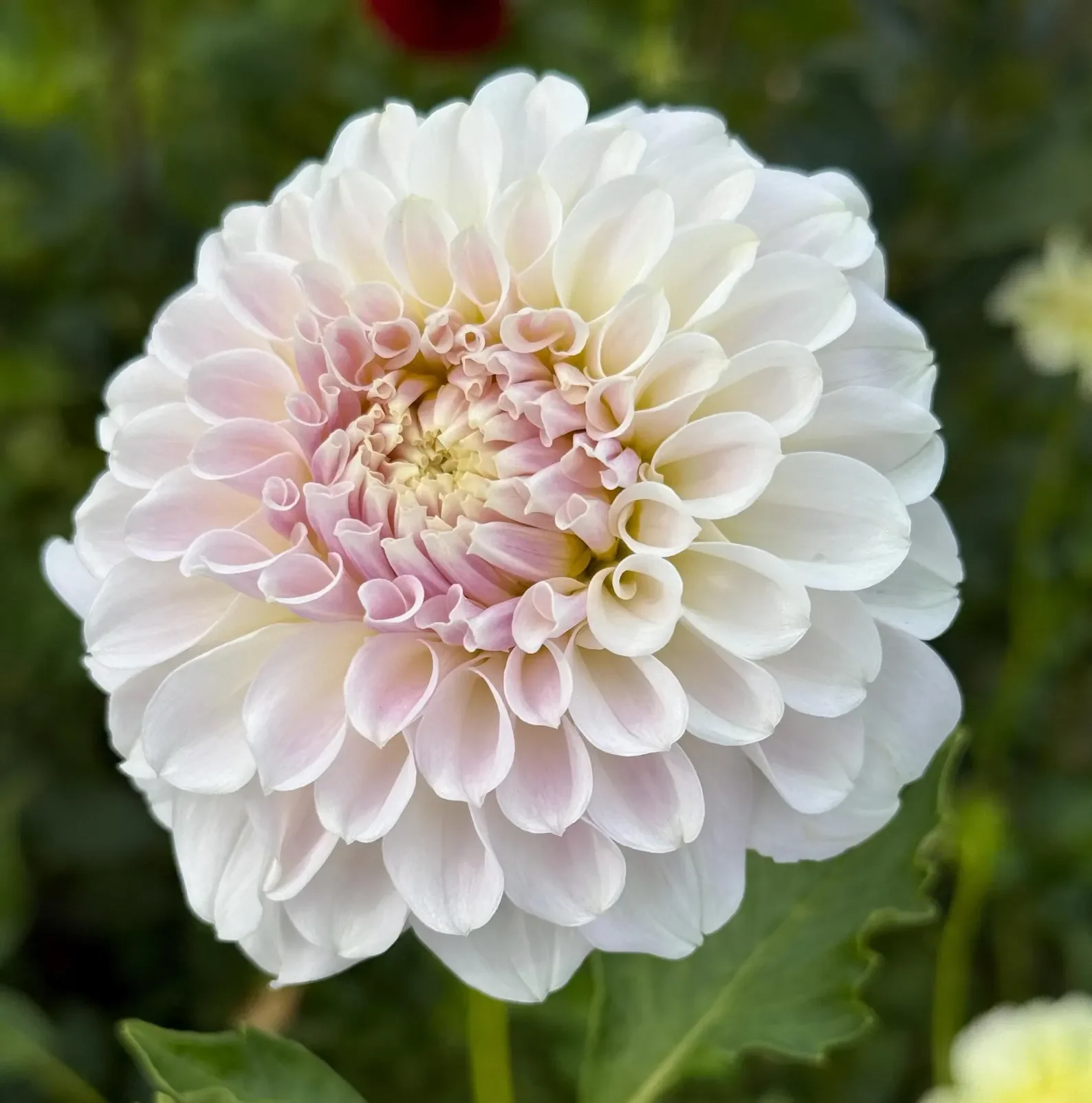 Irish Ruffles