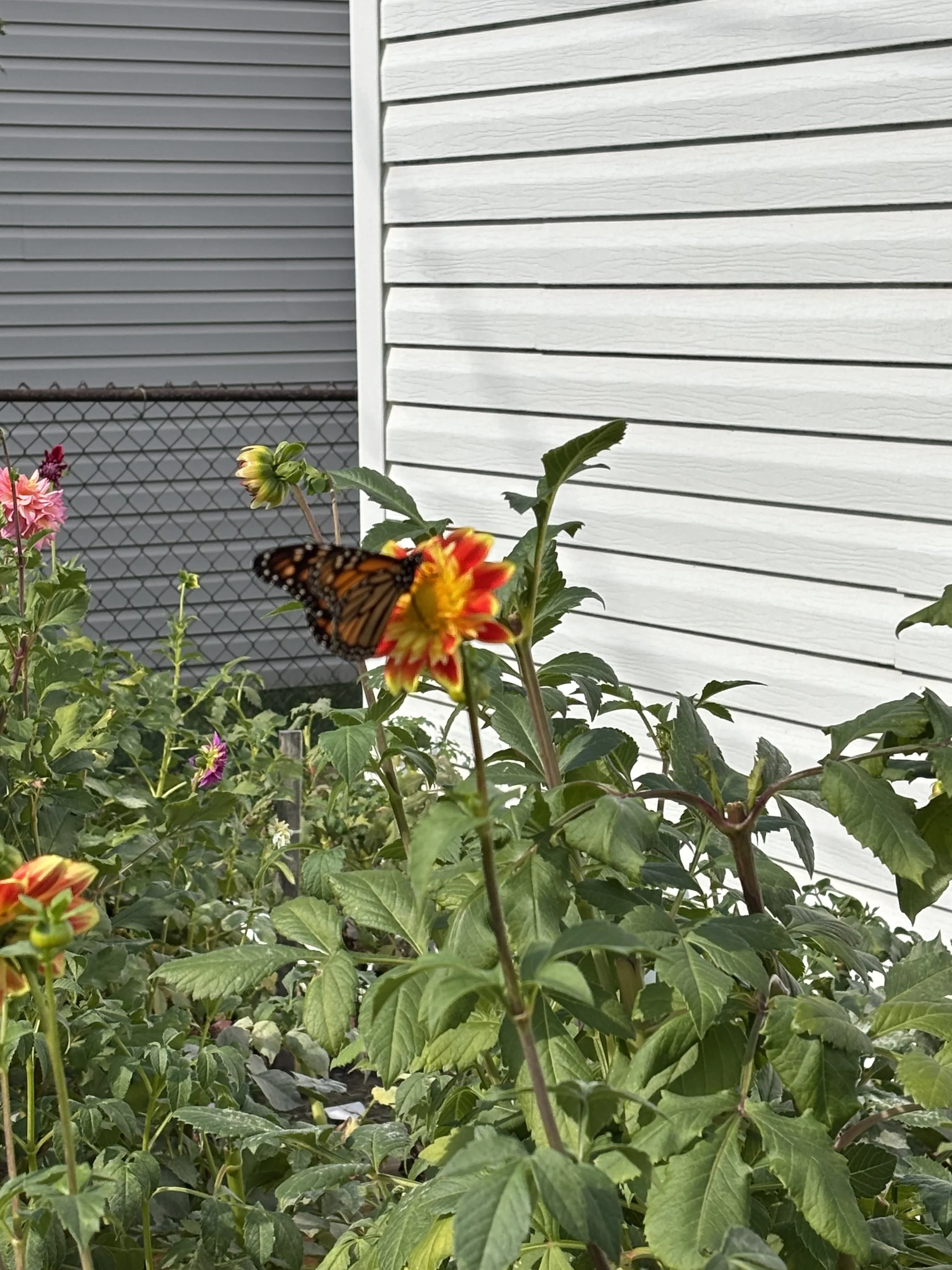 A garden contains various flowering plants and a Monarch butterfly resting on a red and yellow flower, with a white house siding and a chain-link fence in the background.