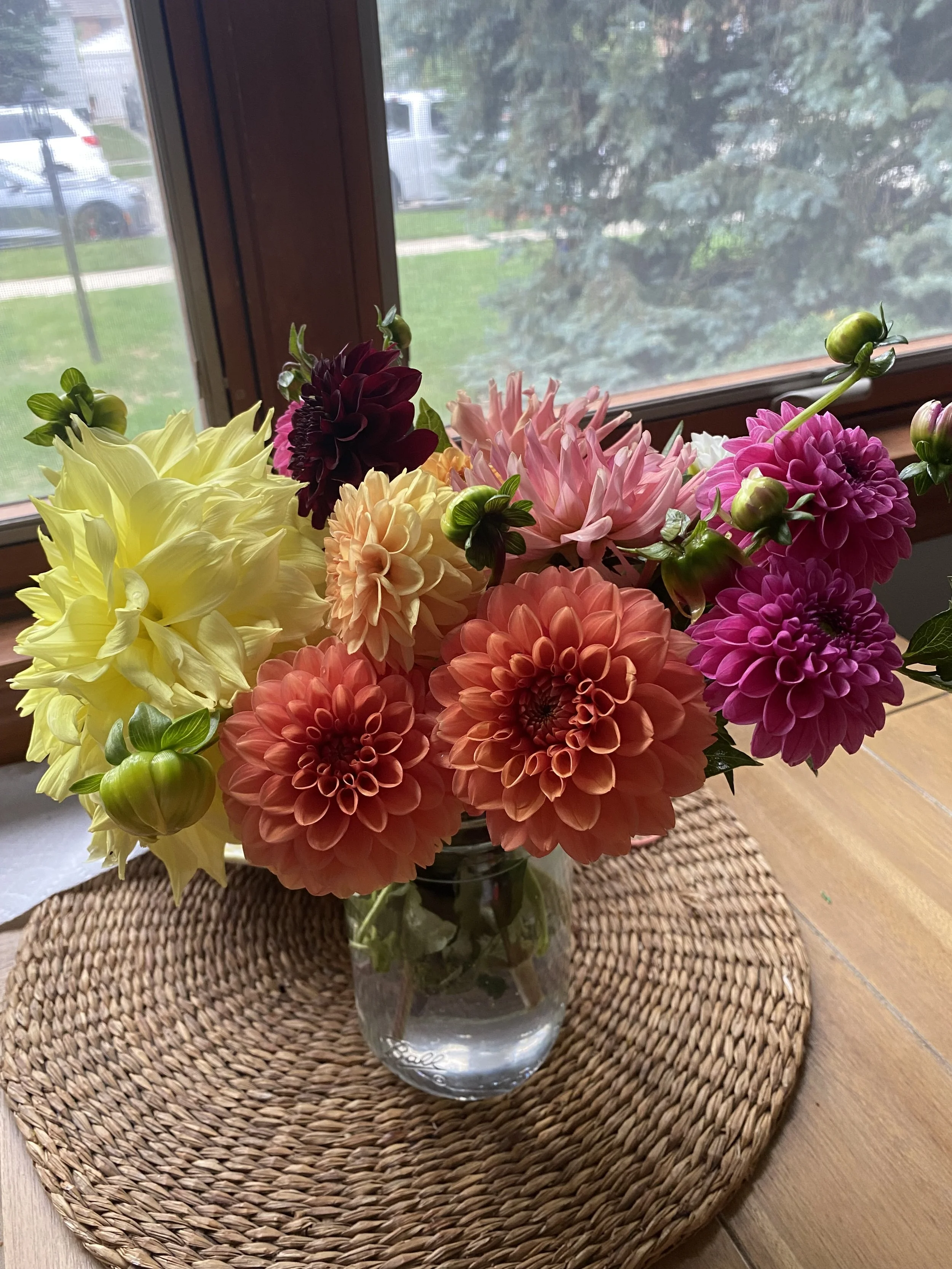 A bouquet of multicolored dahlias in a glass vase on a woven placemat on a wooden table, near a window with a view of a green yard and parked cars outside.