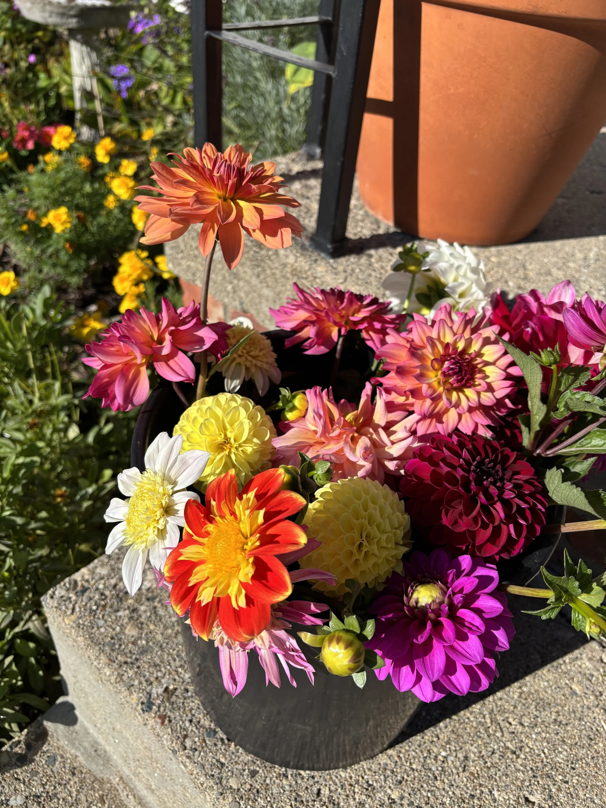 A basket of colorful flowers, including dahlias in shades of orange, pink, white, red, and yellow, placed on a concrete surface outdoors. In the background, there are potted plants and flowers.