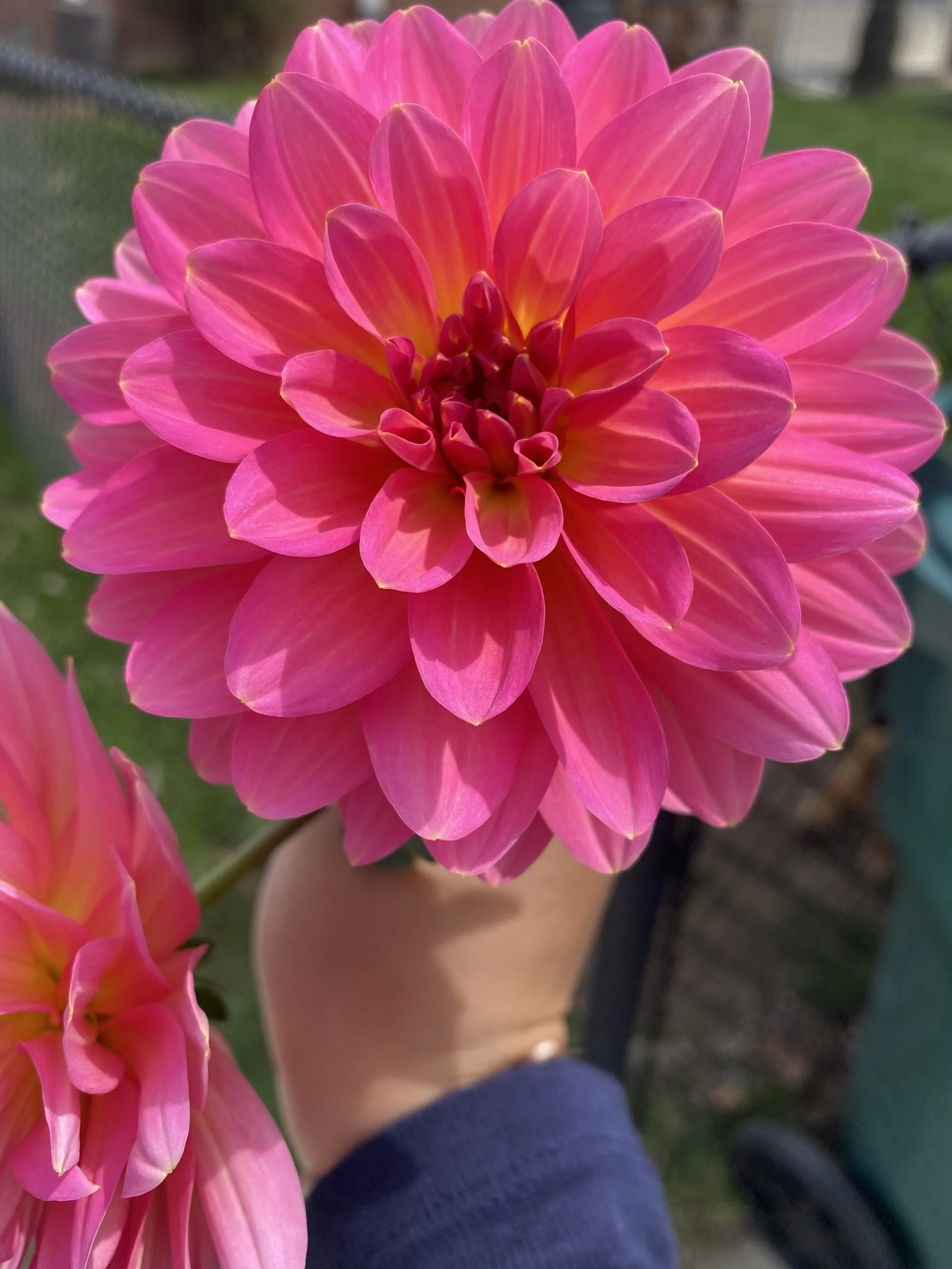 Close-up of a vibrant pink dahlia flower with layers of petals, held in a person's hand outdoors.
