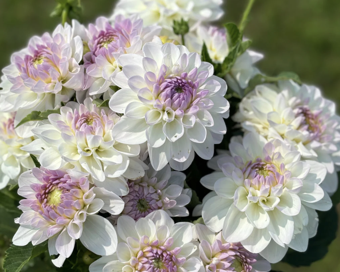 Close-up of white and pink dahlias with green leaves in the background.