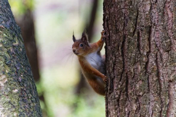 Peeking Red Squirrel