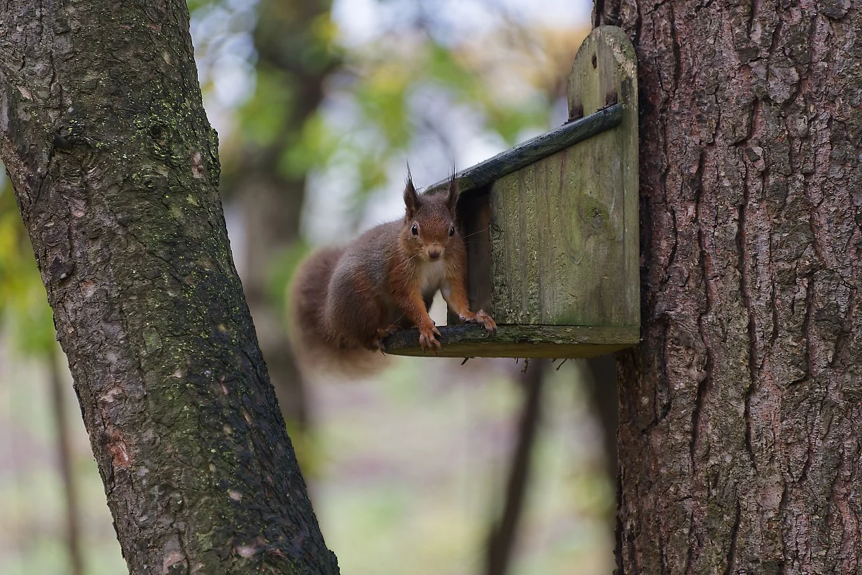 Red Squirrel - Where are the nuts?