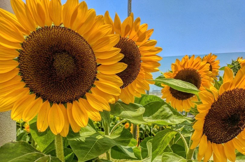 Sunshine on a stem