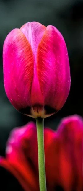 Sincere love in a single bloom