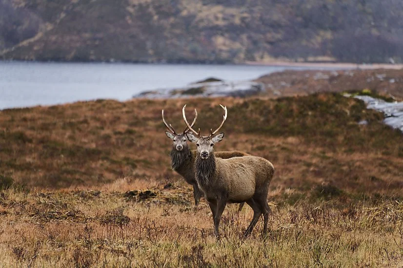 Majestic Stag
