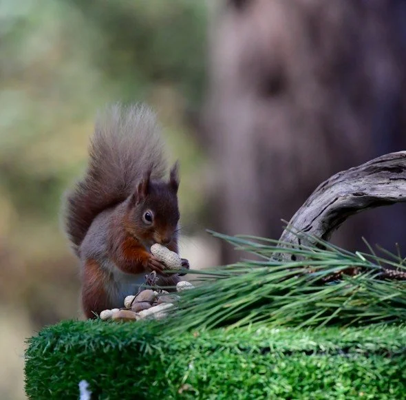 Red Squirrel