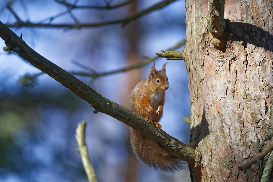 Red Squirrel up high