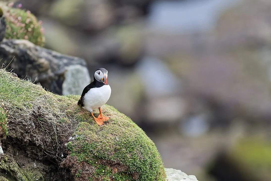 Lone Puffin on Cliff