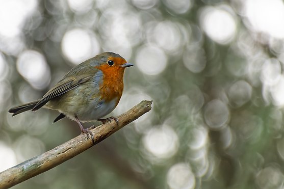 Lone Robin Redbreast