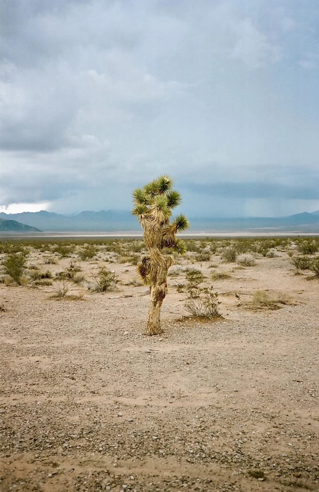 02-nature-joshua-tree.jpg