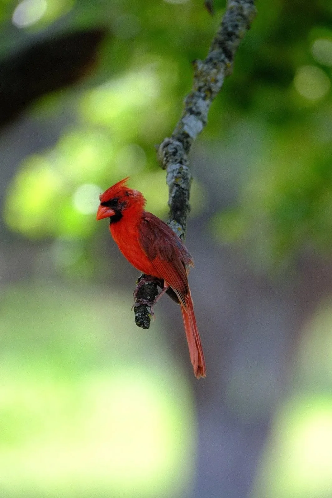 03-nature-cardinal.jpg