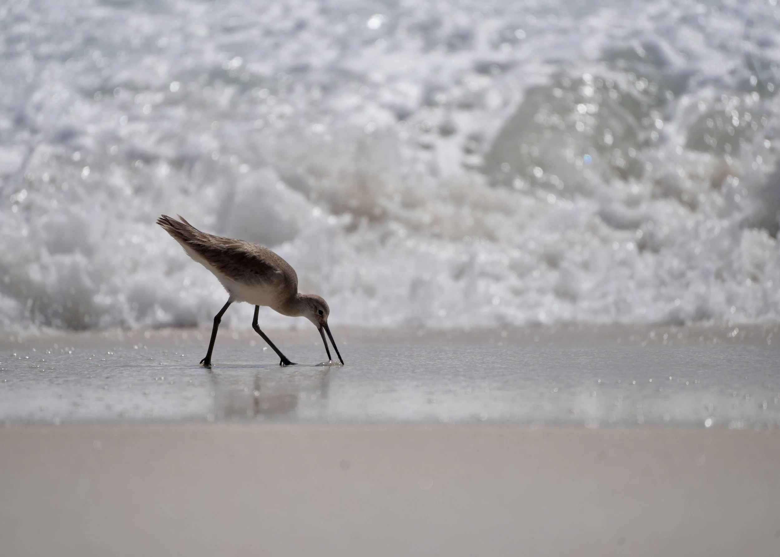 A sandpiper probing wet sand at the edge of breaking surf.