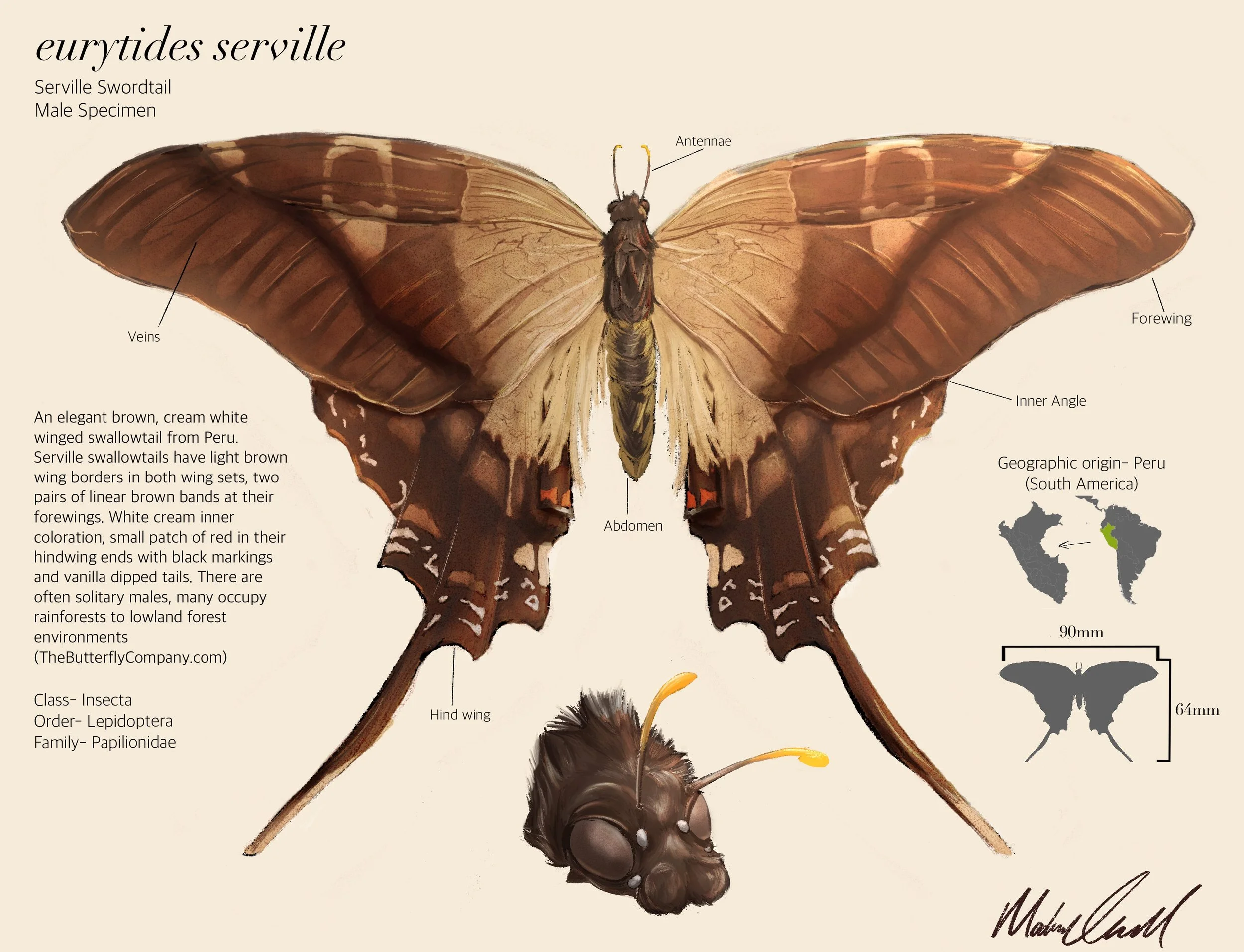 Serville Swordtail Linnaean Study