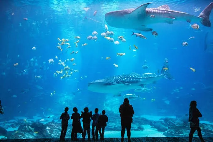 Georgia Aquarium 