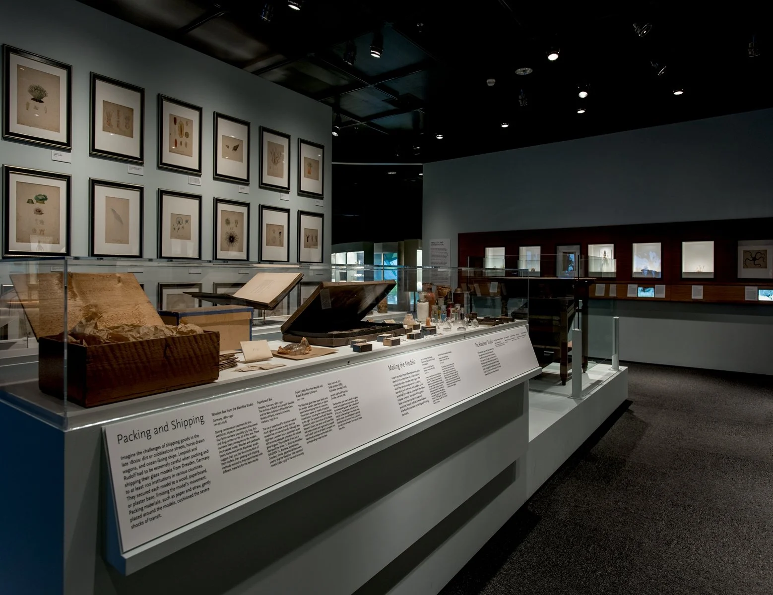 Fragile Legacy: the Marine Invertebrates of Leopold & Rudolf Blaschka