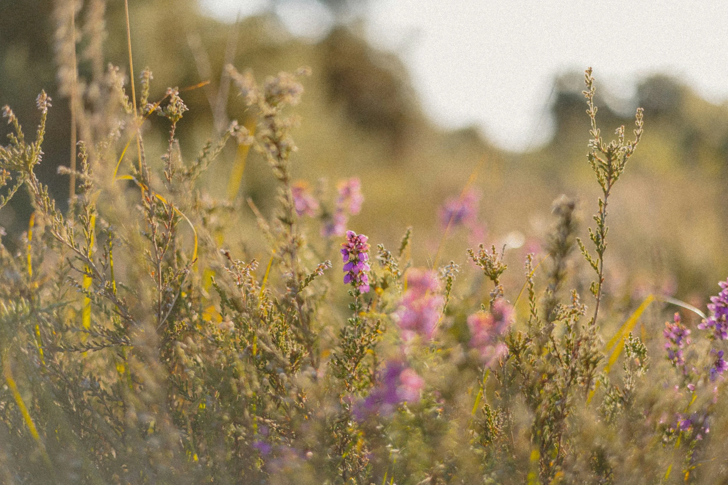 Close-up of wildflowers and plants in sunlight with a blurry background.