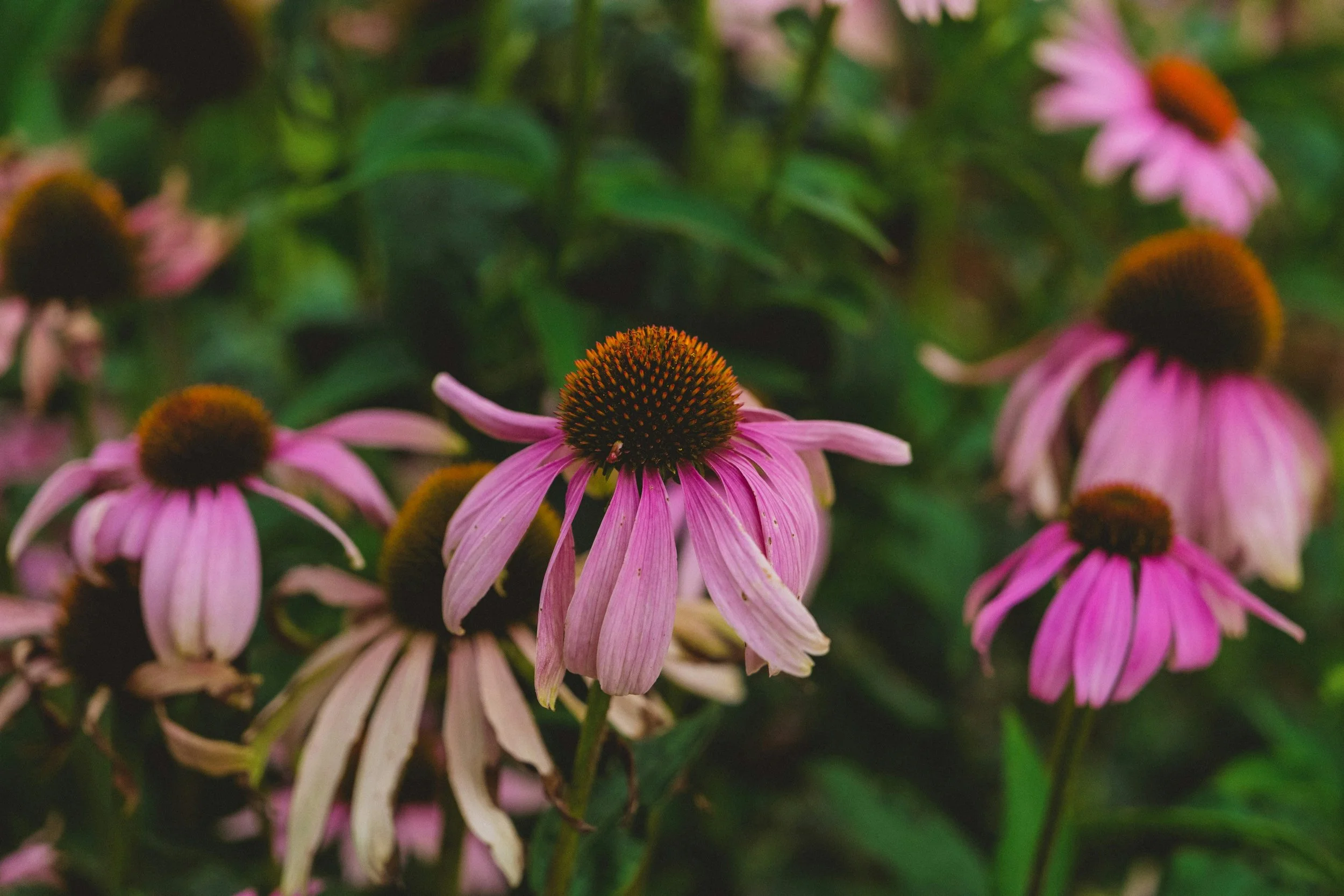 Close-up of pink coneflowers (Echinacea) with brown centers and drooping petals, surrounded by green foliage.